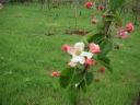 木村さんのりんごの花が開花